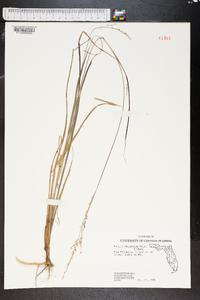 Panicum rhizomatum image