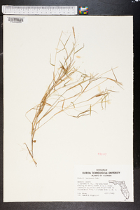 Panicum roanokense image