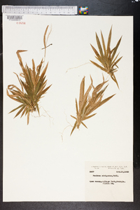 Panicum strigosum image