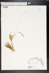 Panicum strigosum image