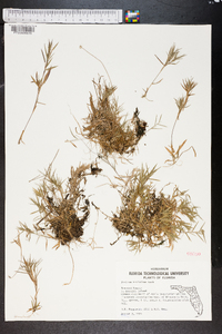 Panicum trifolium image