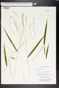 Kellochloa verrucosa image