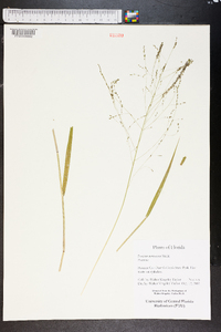 Kellochloa verrucosa image