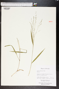 Kellochloa verrucosa image