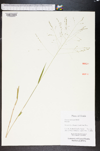 Kellochloa verrucosa image