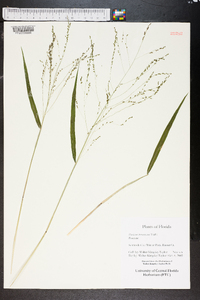 Kellochloa verrucosa image