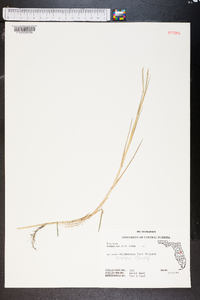 Paspalum distichum image