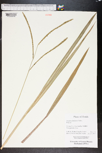 Paspalum floridanum image