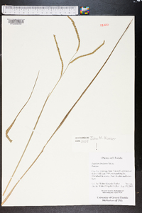 Paspalum floridanum image