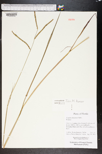 Paspalum floridanum image