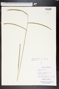 Paspalum floridanum image