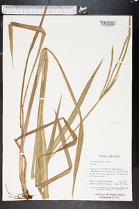 Paspalum floridanum image