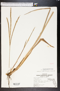 Paspalum floridanum image