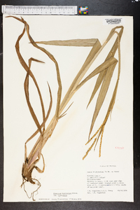 Paspalum floridanum image