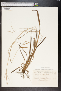 Paspalum laeve image