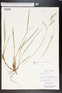 Paspalum nicorae image