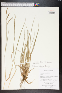 Paspalum nicorae image