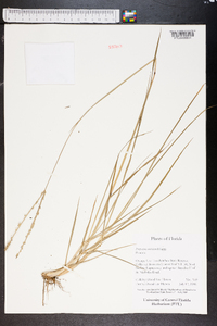 Paspalum notatum image