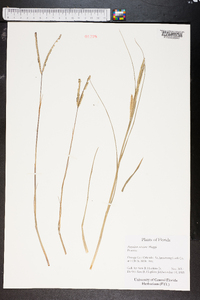 Paspalum notatum image