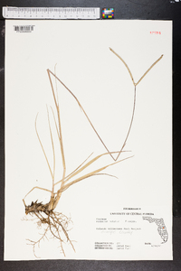 Paspalum notatum image