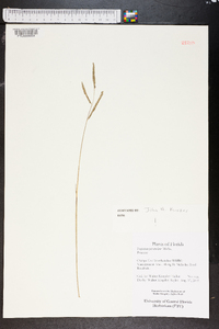 Paspalum plicatulum image