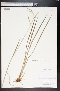 Paspalum praecox image