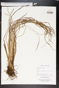 Paspalum praecox image