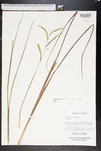 Paspalum praecox image