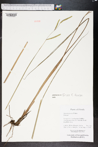 Paspalum praecox image