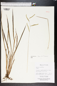 Paspalum praecox image