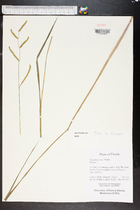 Paspalum praecox image