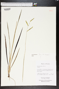 Paspalum praecox image