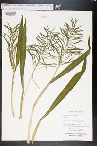 Paspalum repens image