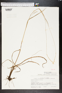 Paspalum setaceum var. ciliatifolium image