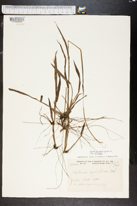 Paspalum setaceum var. setaceum image