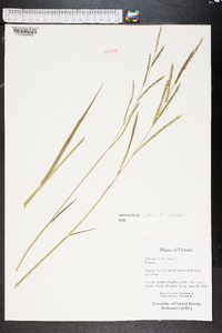 Paspalum urvillei image