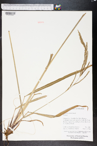 Paspalum urvillei image