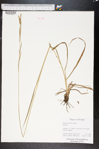 Paspalum urvillei image