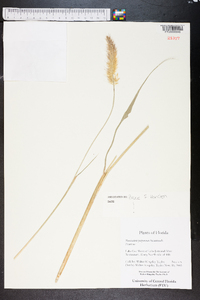 Pennisetum purpureum image