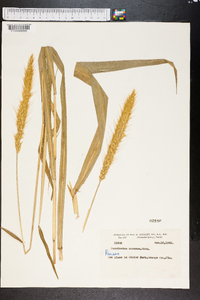 Pennisetum setosum image