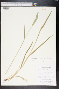 Phalaris angusta image