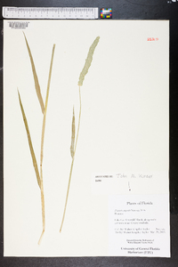 Phalaris angusta image