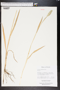 Phalaris caroliniana image