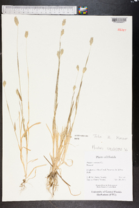 Phalaris caroliniana image