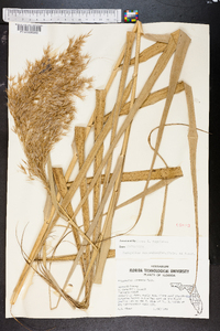 Phragmites australis image