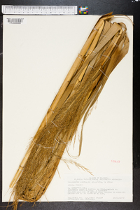 Phragmites australis image