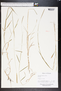 Sacciolepis indica image
