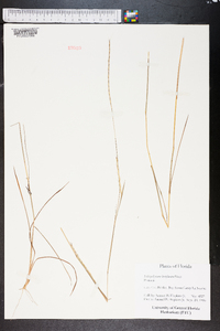 Schizachyrium sanguineum var. hirtiflorum image