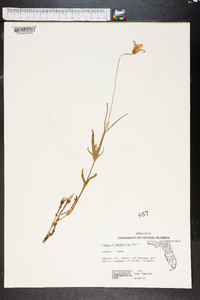 Clematis baldwinii image