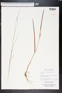 Schizachyrium sanguineum image